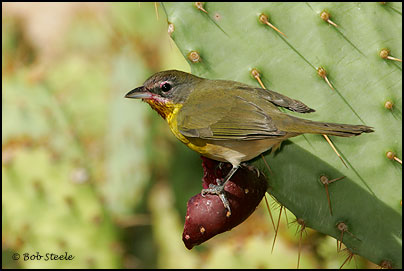 Yellow-breasted Chat (Icteria virens)