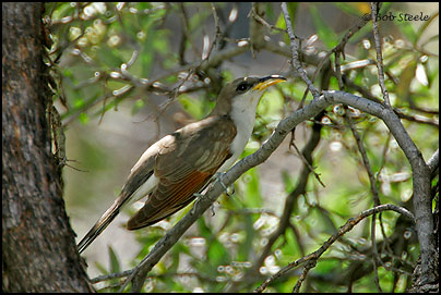 Yellow-billed Cuckoo (Coccyzus americanus)