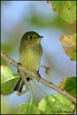 Yellow-bellied Flycatcher (Empidonax flaviventris)