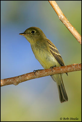 Yellow-bellied Flycatcher (Empidonax flaviventris)
