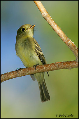 Yellow-bellied Flycatcher (Empidonax flaviventris)