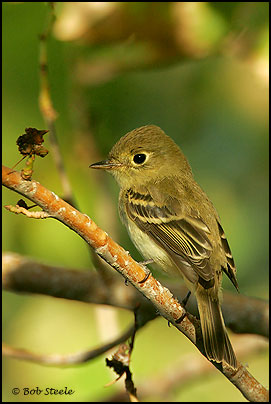 Yellow-bellied Flycatcher (Empidonax flaviventris)