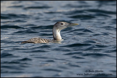 Yellow-billed Loon (Gavia adamsii)