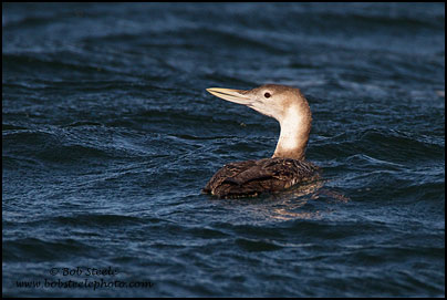 Yellow-billed Loon (Gavia adamsii)