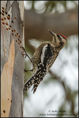 Yellow-bellied Sapsucker (Sphyrapicus varius)