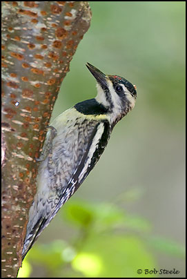Yellow-bellied Sapsucker (Sphyrapicus varius)