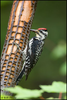 Yellow-bellied Sapsucker (Sphyrapicus varius)