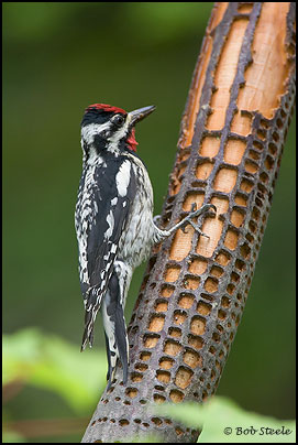 Yellow-bellied Sapsucker (Sphyrapicus varius)