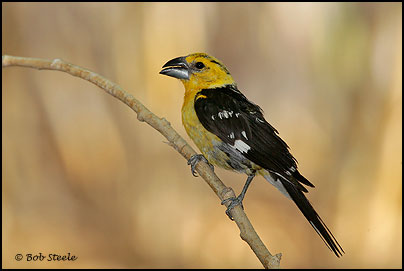 Yellow Grosbeak (Pheucticus chrysopeplus)