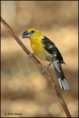 Yellow Grosbeak (Pheucticus chrysopeplus)