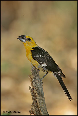 Yellow Grosbeak (Pheucticus chrysopeplus)