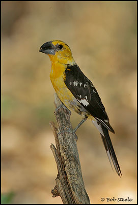 Yellow Grosbeak (Pheucticus chrysopeplus)