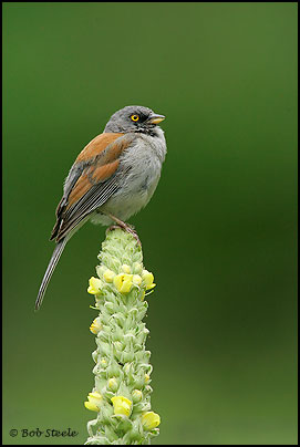 Yellow-eyed Junco (Junco phaeonotus)