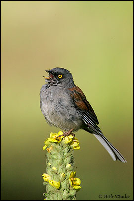 Yellow-eyed Junco (Junco phaeonotus)