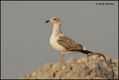 Yellow-footed Gull (Larus livens)