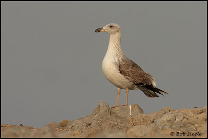 Yellow-footed Gull (Larus livens)