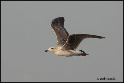 Yellow-footed Gull (Larus livens)