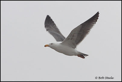 Yellow-footed Gull (Larus livens)