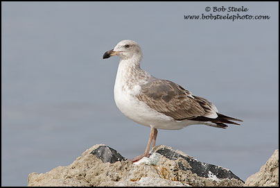 Yellow-footed Gull (Larus livens)