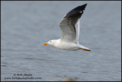 Yellow-footed Gull (Larus livens)