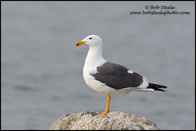 Yellow-footed Gull (Larus livens)