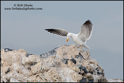 Yellow-footed Gull (Larus livens)