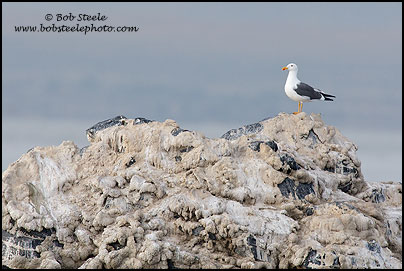 Yellow-footed Gull (Larus livens)