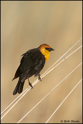 Yellow-headed Blackbird (Xanthocephalus xanthocephalus)