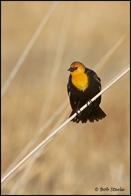 Yellow-headed Blackbird (Xanthocephalus xanthocephalus)