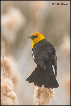 Yellow-headed Blackbird (Xanthocephalus xanthocephalus)
