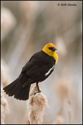 Yellow-headed Blackbird (Xanthocephalus xanthocephalus)