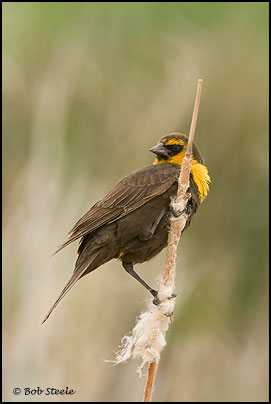 Yellow-headed Blackbird (Xanthocephalus xanthocephalus)