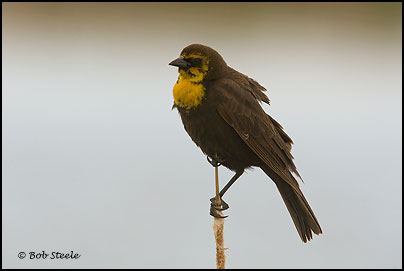Yellow-headed Blackbird (Xanthocephalus xanthocephalus)