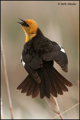 Yellow-headed Blackbird (Xanthocephalus xanthocephalus)