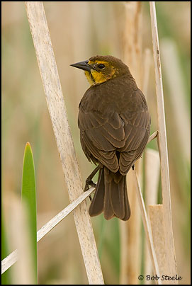 Yellow-headed Blackbird (Xanthocephalus xanthocephalus)