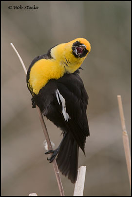 Yellow-headed Blackbird (Xanthocephalus xanthocephalus)