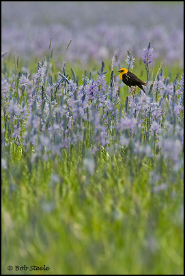 Yellow-headed Blackbird (Xanthocephalus xanthocephalus)