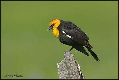 Yellow-headed Blackbird (Xanthocephalus xanthocephalus)