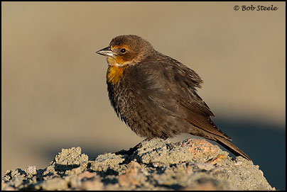 Yellow-headed Blackbird (Xanthocephalus xanthocephalus)