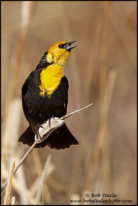 Yellow-headed Blackbird (Xanthocephalus xanthocephalus)