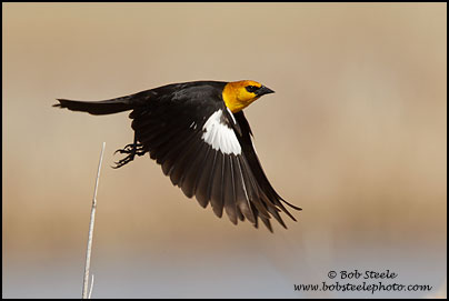 Yellow-headed Blackbird (Xanthocephalus xanthocephalus)