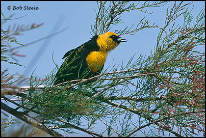 Yellow-headed Blackbird (Xanthocephalus xanthocephalus)