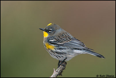 Yellow-rumped Warbler (Dendroica coronata)