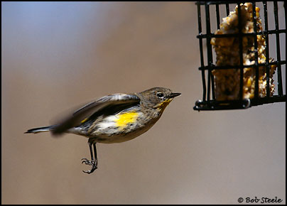 Yellow-rumped Warbler (Dendroica coronata)