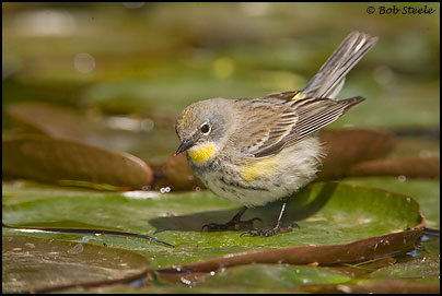Yellow-rumped Warbler (Dendroica coronata)