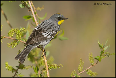 Yellow-rumped Warbler (Dendroica coronata)