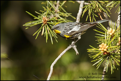 Yellow-rumped Warbler (Setophaga coronata)