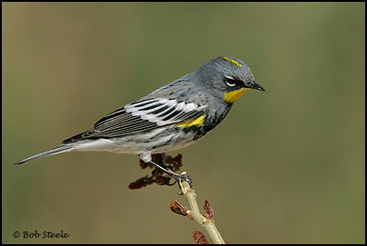 Yellow-rumped Warbler (Dendroica coronata)
