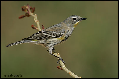Yellow-rumped Warbler (Dendroica coronata)