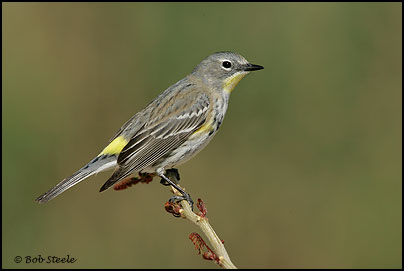 Yellow-rumped Warbler (Dendroica coronata)